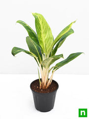 aglaonema brilliant - plant