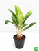 aglaonema brilliant - plant