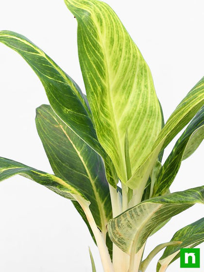 aglaonema brilliant care Buy Aglaonema Brilliant