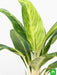 aglaonema brilliant - plant