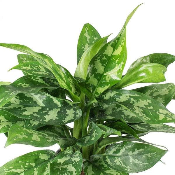 aglaonema commutatum flower description Buy Aglaonema Commutatum Malay Beauty