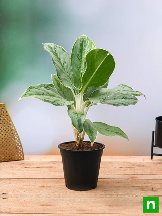 aglaonema commutatum cv characteristics Buy Aglaonema Commutatum Silver Queen
