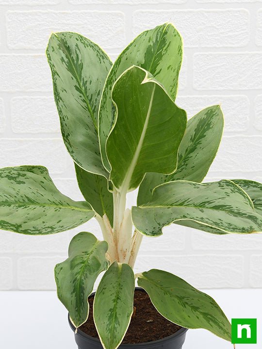 aglaonema commutatum silver queen - plant