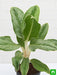 aglaonema commutatum silver queen - plant