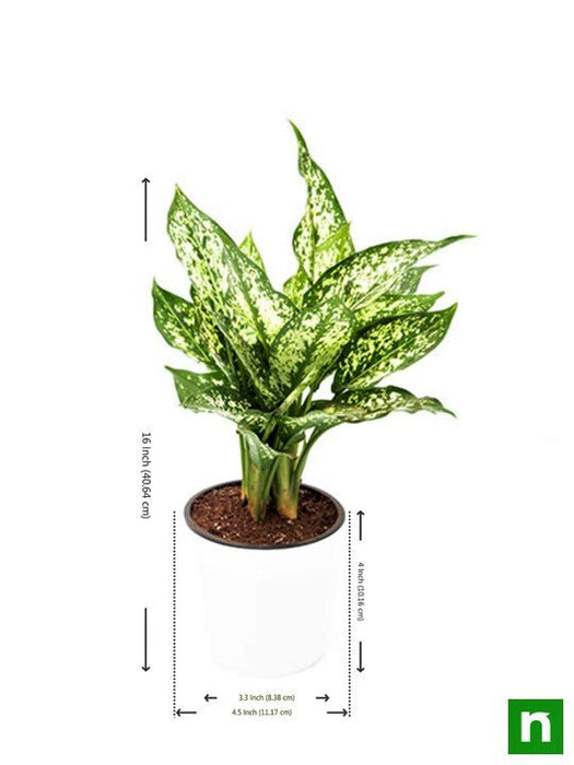 aglaonema costatum - plant