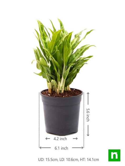 aglaonema green compact - plant