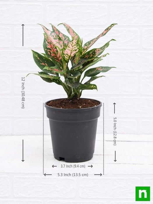aglaonema pink dalmatian price Buy Aglaonema Pink Dalmatian