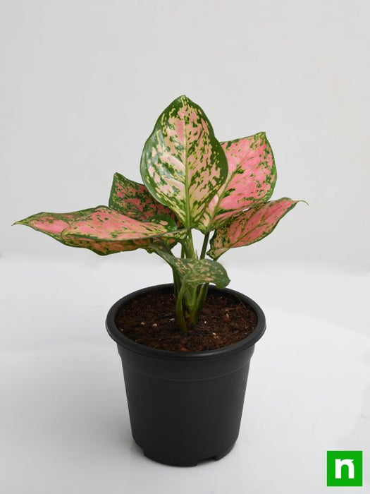 aglaonema dalmatian Buy Aglaonema Pink Dalmatian