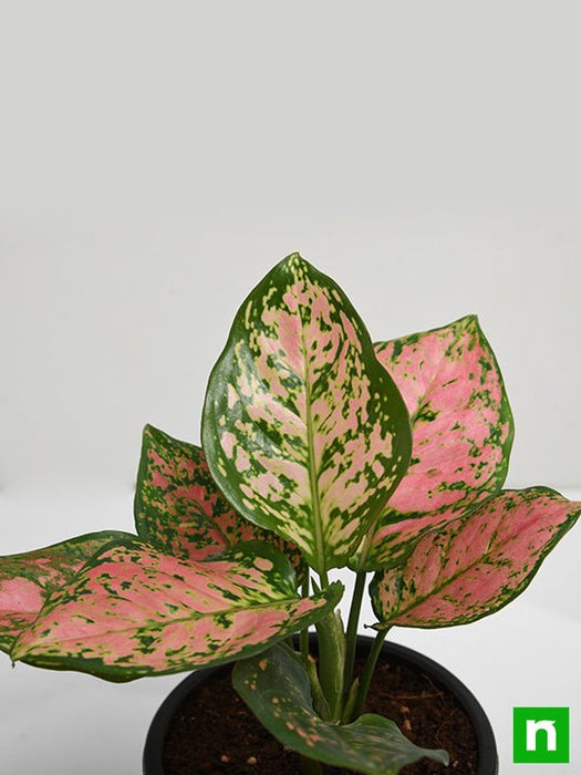 aglaonema pink dalmatian price Buy Aglaonema Pink Dalmatian