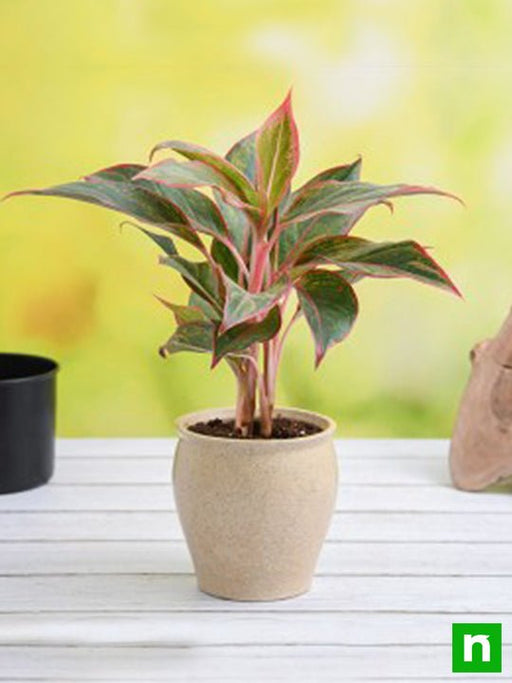 aglaonema plant in decorative ceramic pot 