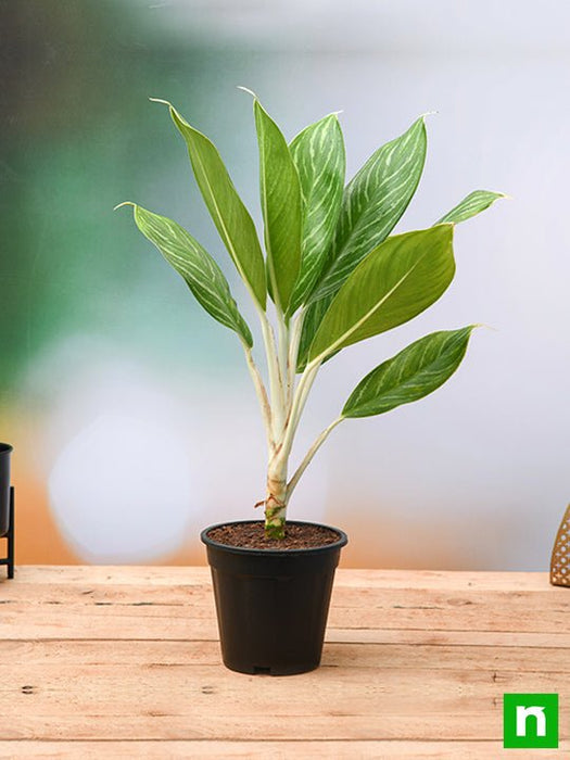 aglaonema silver stripes Buy Aglaonema Stripes