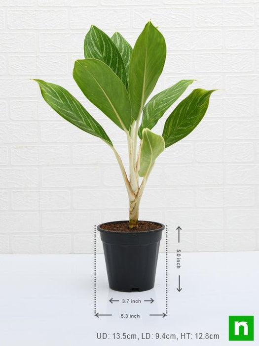 aglaonema stripes - plant