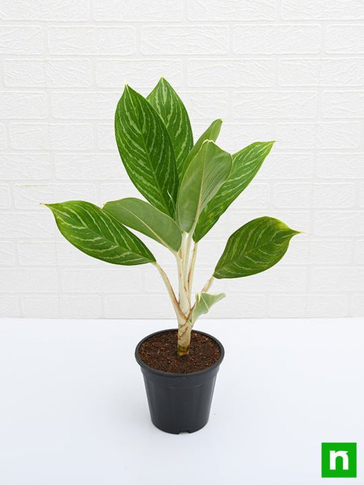 aglaonema stripes cena Buy Aglaonema Stripes