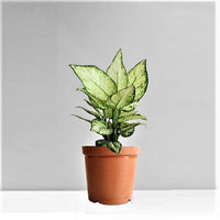 aglaonema snow white wikipedia Buy Aglaonema snow white, Aglaonema snowflake