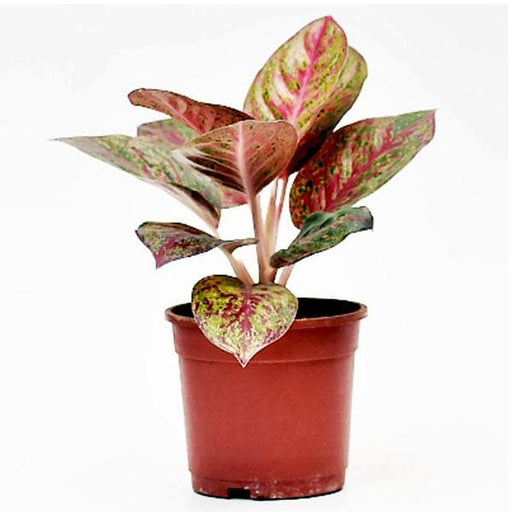 aglaonema tiara Buy Aglaonema Tiara, Aglaonema Pink Panther