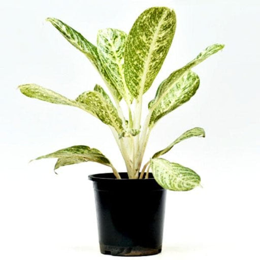 aglaonema with white stems Buy Aglaonema White Lightning