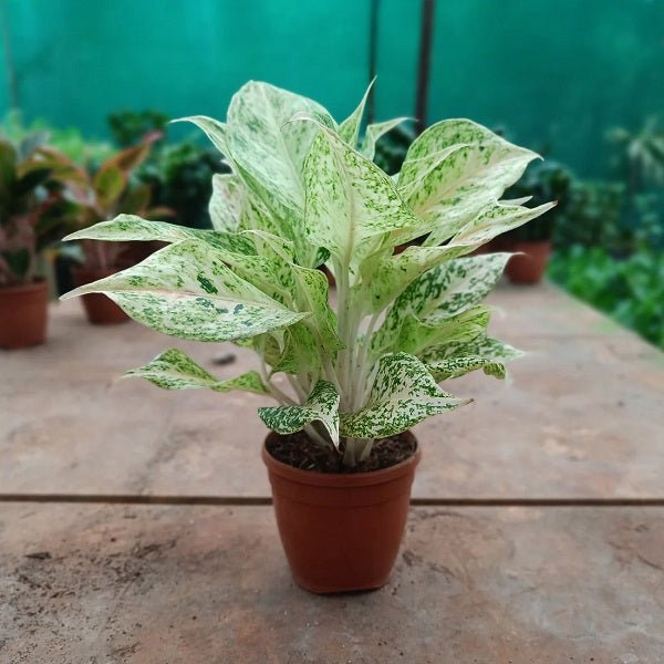 aglaonema plant online Buy Aglaonema White Lipstick