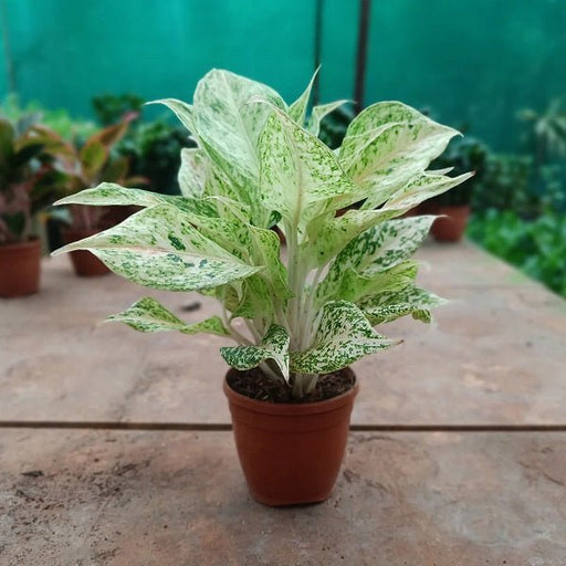 white legacy aglaonema Buy Aglaonema White Lipstick