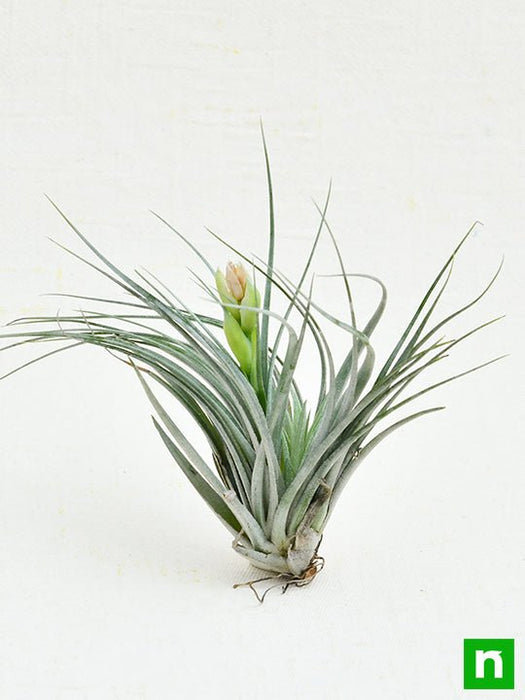 king of air plants Buy Air Plant, Tillandsia Cotton King