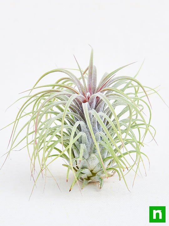 air plant - plant