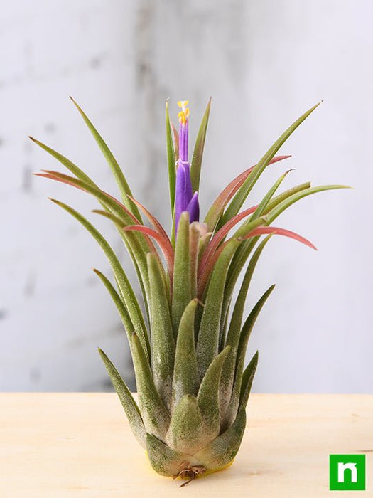 ionantha air plants Buy Air Plant, Tillandsia ionantha var. ionantha