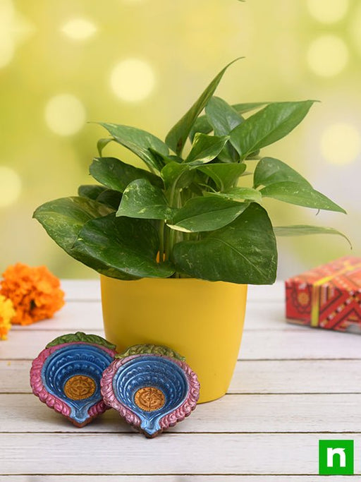 air purifying green money plant for clean diwali - gift plant