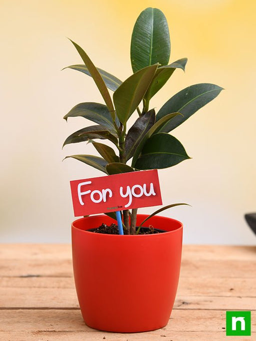 air purifying rubber plant for you - gift plant