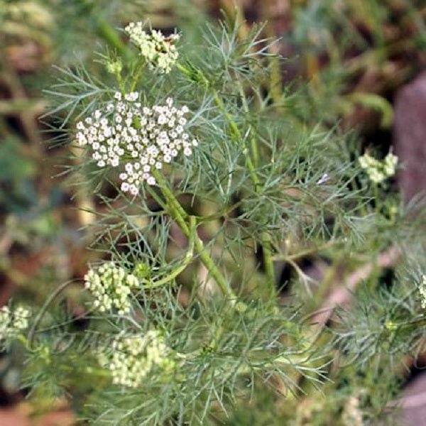 ajwain seeds plant Buy Ajwain Plant, Ajowan, Trachyspermum ammi