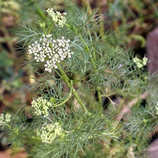 ajwain plant - plant