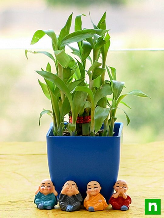 alluring 2 layer lucky bamboo for ac office desk 