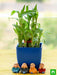 alluring 2 layer lucky bamboo for ac office desk 