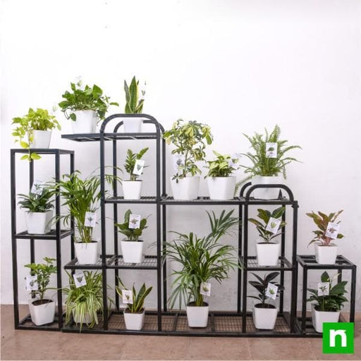 alluring indoor plants on metal stand for indirect light receiving location 