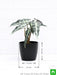 alocasia hybrid - plant
