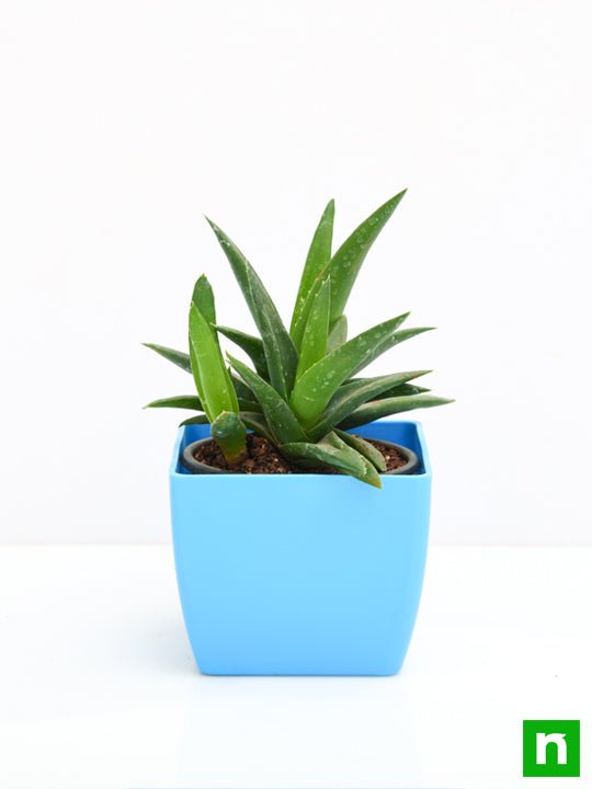 Buy Aloe barbadensis vera Succulent Plant online from