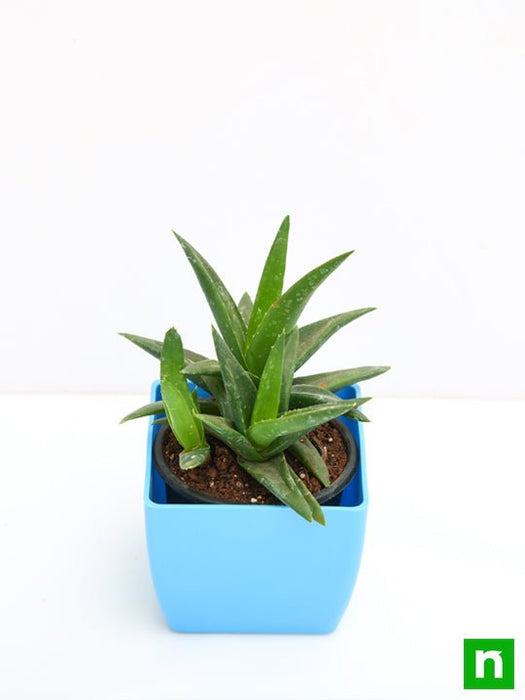 dark green aloe succulent Buy Aloe barbadensis vera