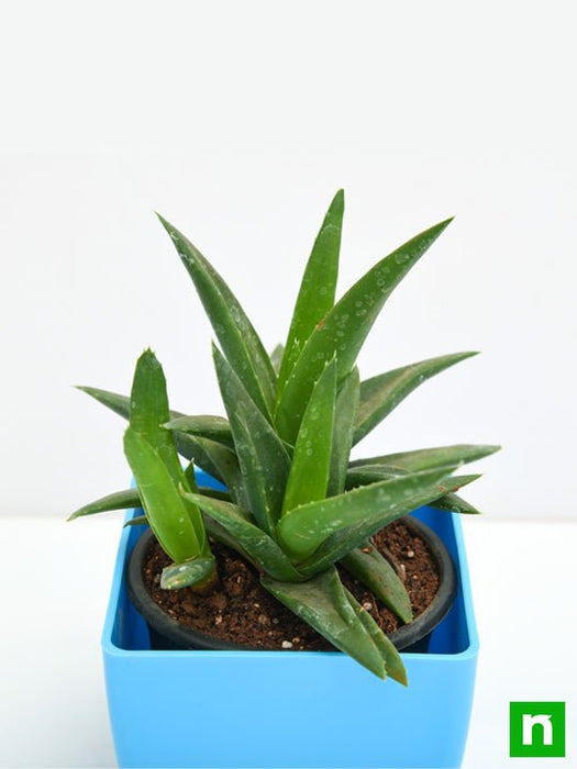 dark aloe vera plant Buy Aloe barbadensis vera