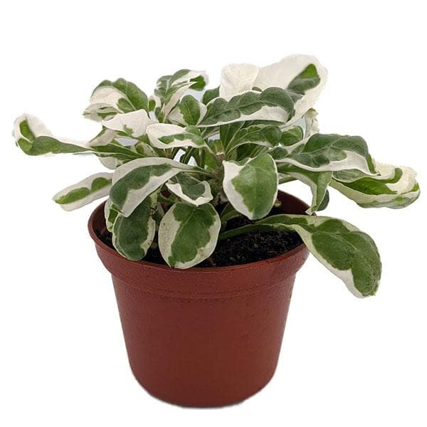 alternanthera variegated - plant