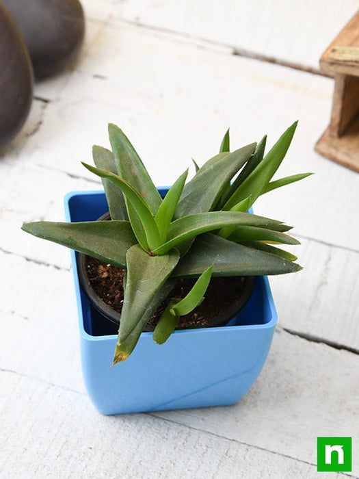 black gem succulent Buy Alworthia Black Gem