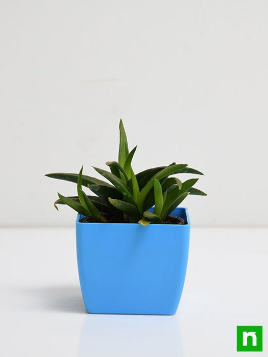black gem succulent Buy Alworthia Black Gem
