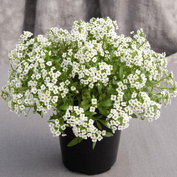 alyssum (any color) - plant