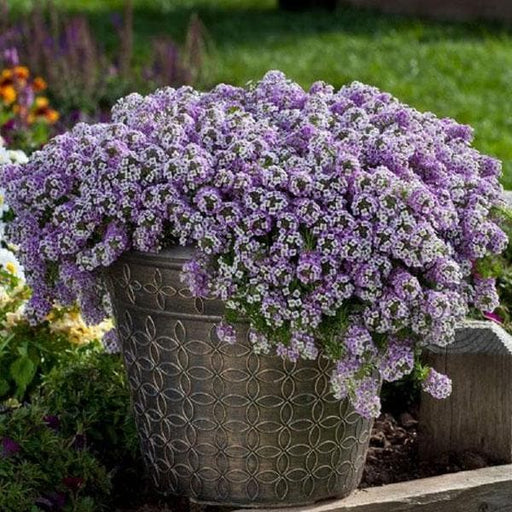 alyssum (lavender) - plant