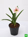 amaryllis lily double (white pink) - plant