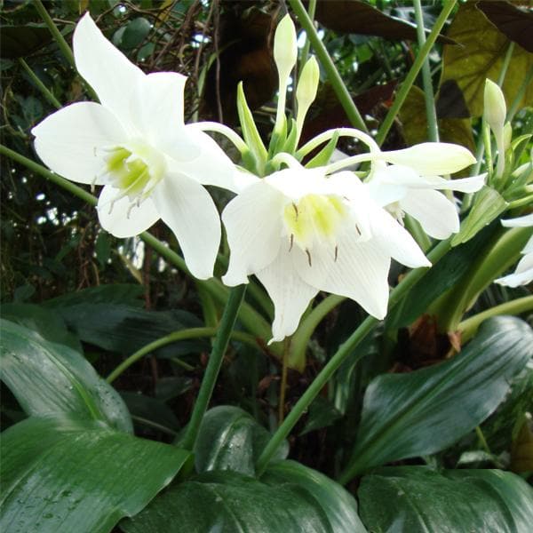 amazon lily - bulbs (set of 5)