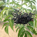 american elderberry - plant