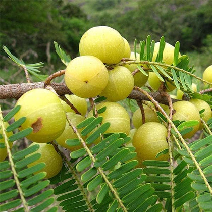bonsai amla tree Buy Amla Tree, Indian Gooseberry (Big Fruit, Grown Through Seeds)