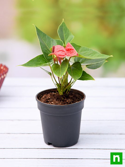 does anthurium grow in asian countries Buy Anthurium (Red)
