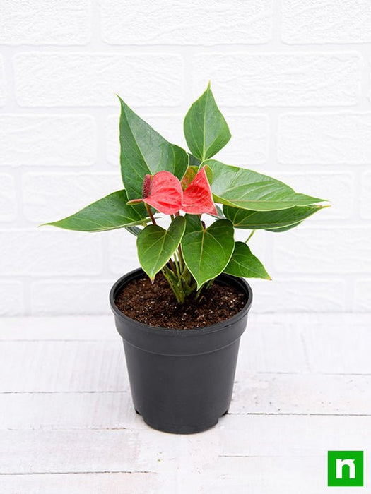 anthurium flower cost in india Buy Anthurium (Red)
