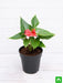anthurium (red) - plant