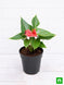 Product image thumbnail 4