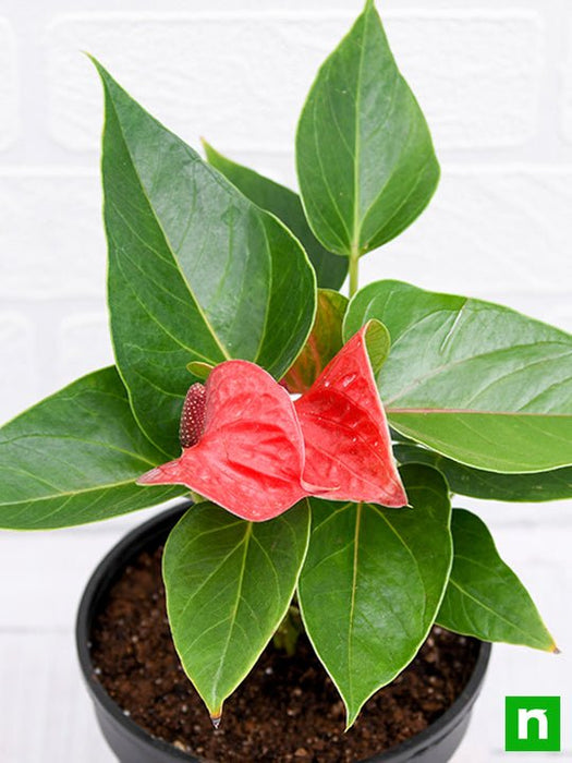 anthurium live plant online india Buy Anthurium (Red)
